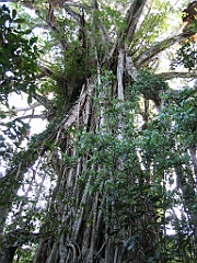 128 Cathedral Fig Tree